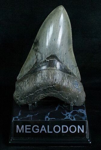 Beautiful Lower Megalodon Tooth - Dagger #5815